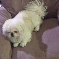 واگذاری سگ نر|سگ|پردیس, فاز ۱۱|دیوار