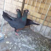 جفت کلاغ