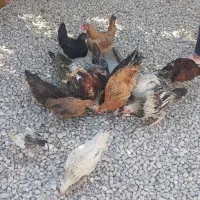 مرغ و خروس|حیوانات مزرعه|رومشکان, |دیوار