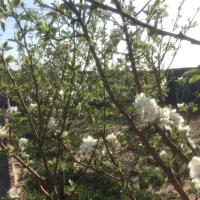 فروش زمین باغی