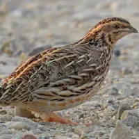 جوجه بلدرچین یک روزه به بالا|حیوانات مزرعه|کرمان, |دیوار