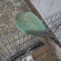 طوطی گیرینچیک