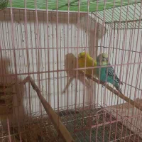 مرغ عشق خوش رنگ