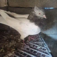 کبوتر کله ای|پرنده|لردگان, |دیوار