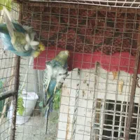 مرغ عشق پروانه‌ای|پرنده|دوگنبدان, |دیوار