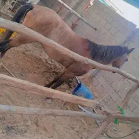 فروش دو اسب نر وماده