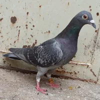 اول بخون آگهی