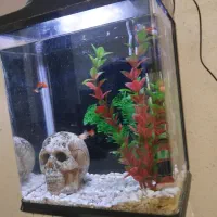 اکواریوم خارجی