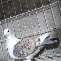 موشی پروانه‌ای
