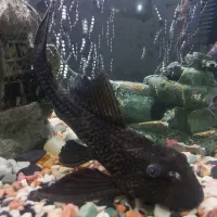 ماهی آکواریومی لجنخوار|ماهی|رشت, فرزانه|دیوار