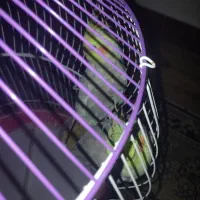 عروس هلندی سالم و سلامت با قفس|پرنده|محمدشهر, شهرک پیام (مهرالبرز)|دیوار