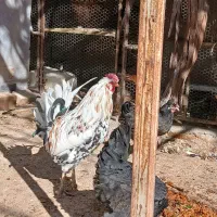 کود گوسفند و مرغ و کبوتر