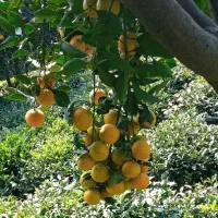 فروش پرتقال