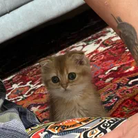 اسکاتیش ny11|گربه|رشت, استادسرا|دیوار