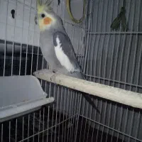 یک جفت عروس هلندی  سخنگو مولد