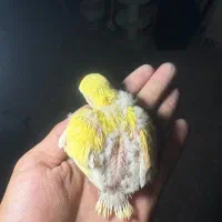 جوجه کوتوله سرلاکی صورت هلویی