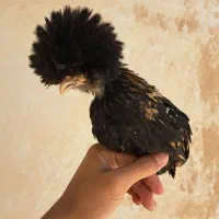 جوجه لهستانی