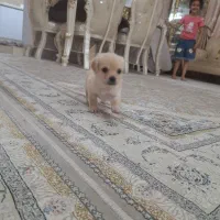 واگزاری توله پامرروباهی