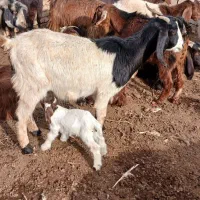 ۹تا بز زاییده همه جوان وشیرا|حیوانات مزرعه|سبزوار, رباط|دیوار