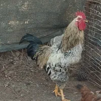 خروس محلی جوان