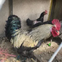 خروس
