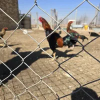 خروس لاری|حیوانات مزرعه|اسفرورین, |دیوار