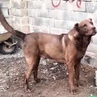 سگ‌سرابی   نگهبان  در حد  یک  یک  یک|سگ|پاکدشت, پاکدشت (مامازند)|دیوار