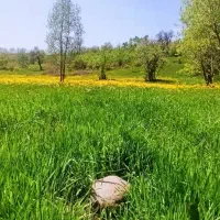 قطعه زمین 500 متری قوم تپه یولی