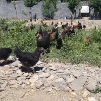 مرغ گلپایگان محلی تخمگذار