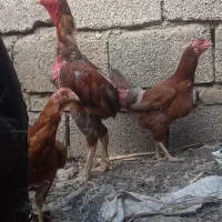 مرغ و خروس لاری‌ودورگ‌لاری