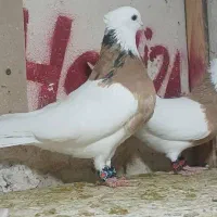 کفتر دم سفید|پرنده|شیراز, آبیاری|دیوار