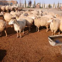 گوسفند ناب مغانی