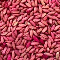 گندم بذر شده