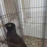 فروش عروس هلندی و مرغ مینا