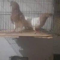 تعدادی کبوتر|پرنده|گرمی, |دیوار