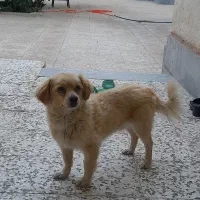 سگ گم شده