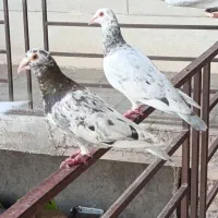 هفرنگ ی جفت