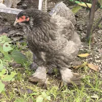 ابریشمی - برهما فروش فوری