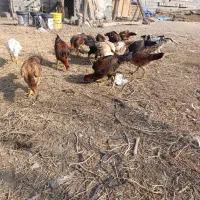 جوجه لاری۵ماهه|حیوانات مزرعه|خسروشاه, |دیوار