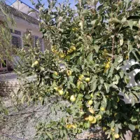 باغ 16 ساله مجوزدار جهاد در قرکند|فروش دفتر صنعتی، کشاورزی، تجاری|بوکان, |دیوار