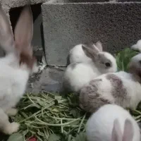 سلام خرگوش ماده باشش تا بچه هاش|موش و خرگوش|بندر ماهشهر, |دیوار