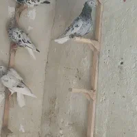 فروش چهار عدد دم سفید نر|پرنده|صحرای باغ, |دیوار