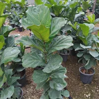 گل فیکوس لیراتا سطل 12|گل و گیاه طبیعی|اصفهان, حسین‌آباد|دیوار