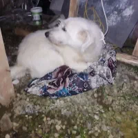 سگ پا کوتاه سفید نر باهوش