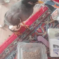 مرغ مینا دستی رام