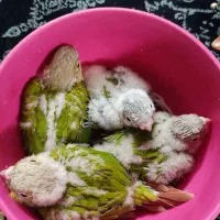 جوجه گرینچیک|پرنده|مشهد, آبکوه|دیوار