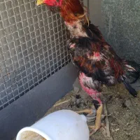 خروس مرغ لاری نژاد دار|حیوانات مزرعه|تهران, کیانشهر|دیوار