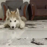 توله هاسکی مالاموت|سگ|تهران, هاشمآباد|دیوار