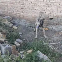 سگ سرابی|سگ|فندقلو, |دیوار