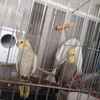 عروس هلندی کار داده